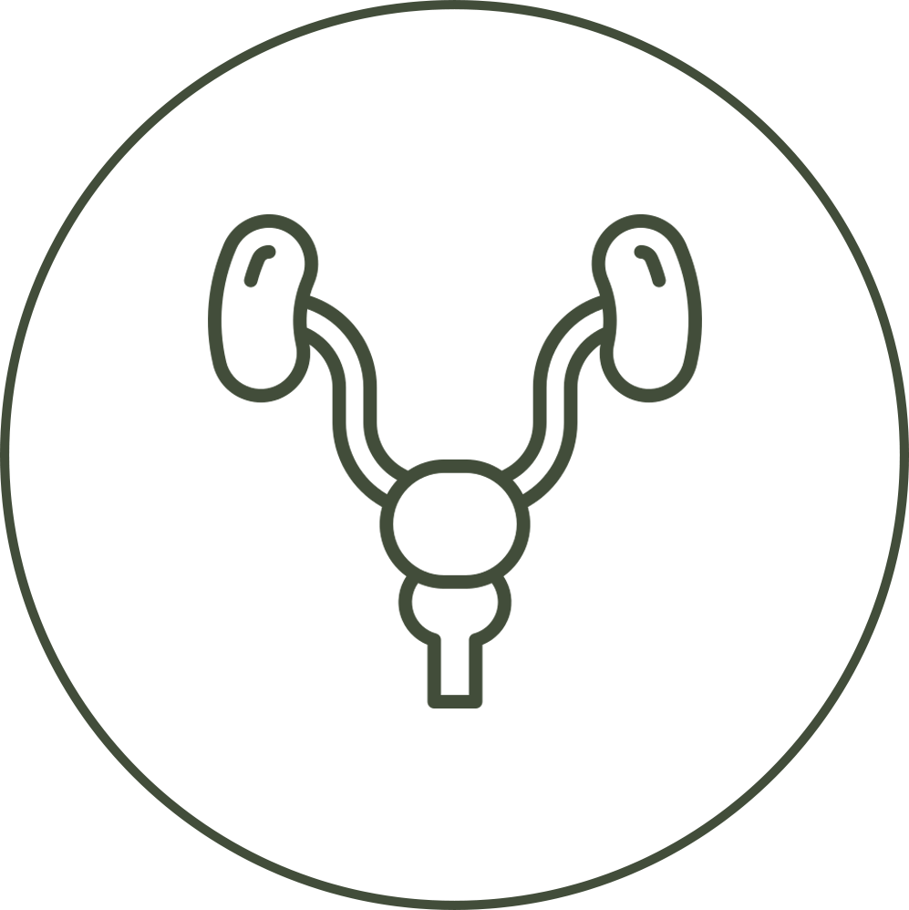Prostata e vie urinarie maschili
